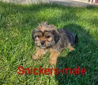 Snickers, a male Shorkie for sale in Rock Valley, IA – 2 of 5