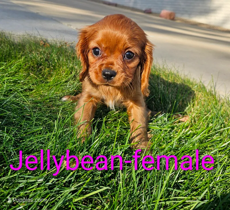 Jellybean – Cavalier King Charles Spaniel puppy for sale in Rock Valley, IA