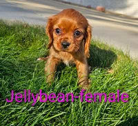 Jellybean, a female Cavalier King Charles Spaniel for sale in Rock Valley, IA – 1 of 4
