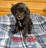 Rio, a male Cavapoo for sale in Rock Valley, IA – 3 of 5