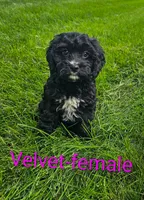 Velvet, a female Cavapoo for sale in Rock Valley, IA – 1 of 4