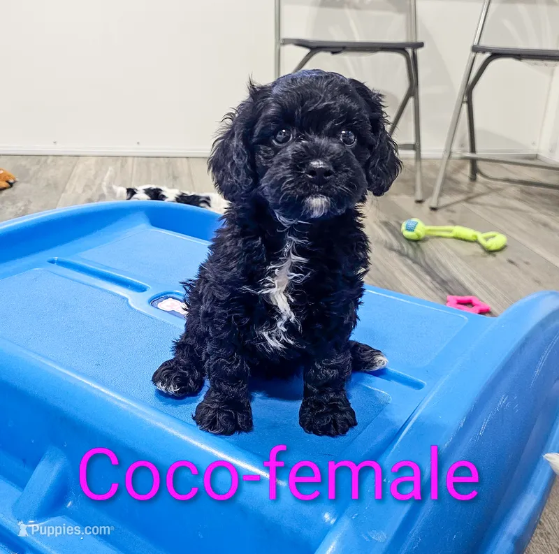 Coco – Cavapoo puppy for sale in Rock Valley, IA