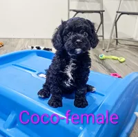 Coco, a female Cavapoo for sale in Rock Valley, IA – 2 of 4