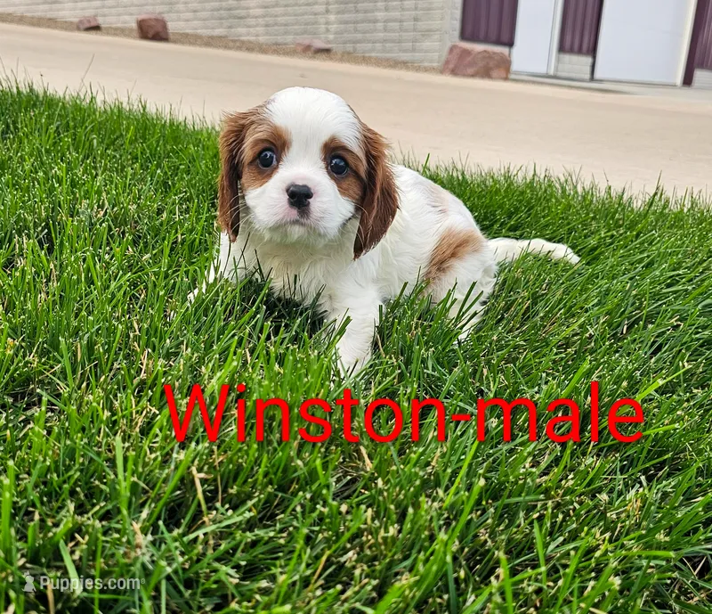 Winston  – Cavalier King Charles Spaniel puppy for sale in Rock Valley, IA