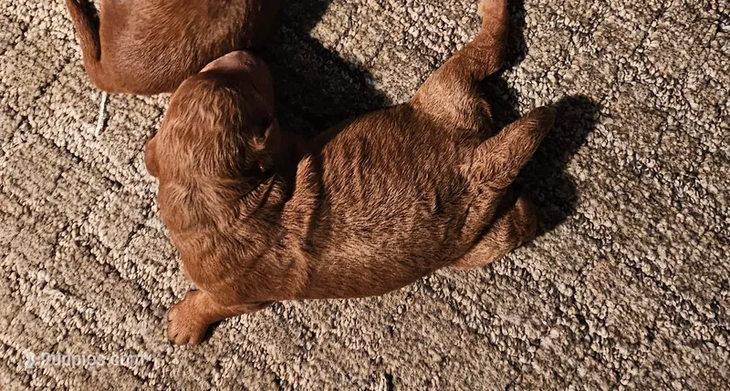 Peaches – Miniature Goldendoodle puppy for sale in Rock Valley, IA