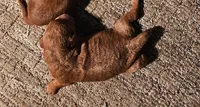 Peaches, a female Miniature Goldendoodle for sale in Rock Valley, IA – 1 of 1