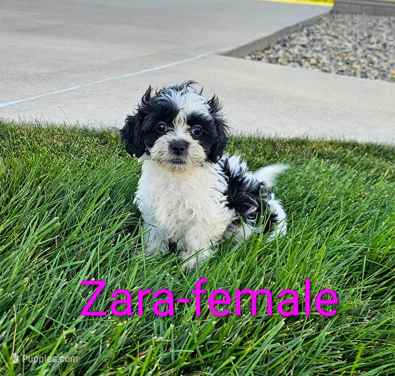 Zara – Shihpoo puppy for sale in Rock Valley, IA