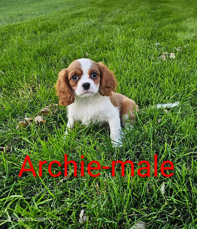 Archie – Cavalier King Charles Spaniel puppy for sale in Rock Valley, IA
