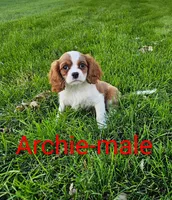 Archie, a male Cavalier King Charles Spaniel for sale in Rock Valley, IA – 1 of 4