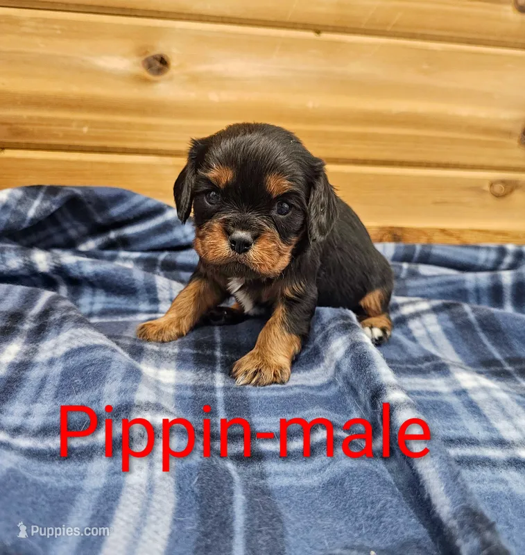 Pippin – Cavalier King Charles Spaniel puppy for sale in Rock Valley, IA