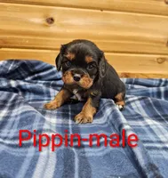 Pippin, a male Cavalier King Charles Spaniel for sale in Rock Valley, IA – 1 of 1