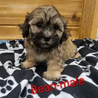 Bean, a male Shichon for sale in Rock Valley, IA – Photo 2 of 5