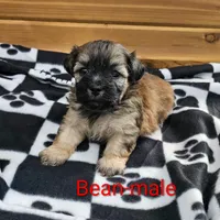 Bean, a male Shichon for sale in Rock Valley, IA – Photo 4 of 5