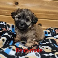 Bean, a male Shichon for sale in Rock Valley, IA – Photo 3 of 5