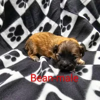 Bean, a male Shichon for sale in Rock Valley, IA – Photo 5 of 5