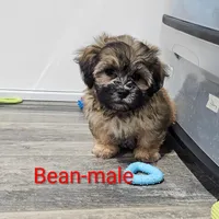 Bean, a male Shichon for sale in Rock Valley, IA – Photo 1 of 5
