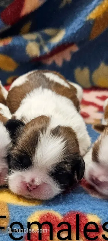 Grace – Shih Tzu puppy for sale in Rock Valley, IA