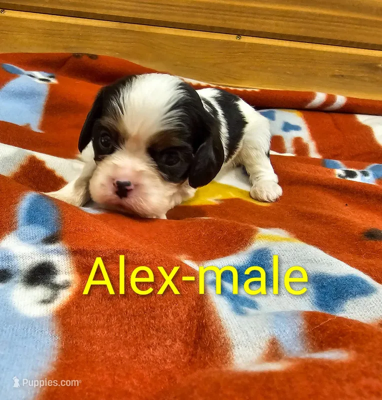 Alex – Cavalier King Charles Spaniel puppy for sale in Rock Valley, IA