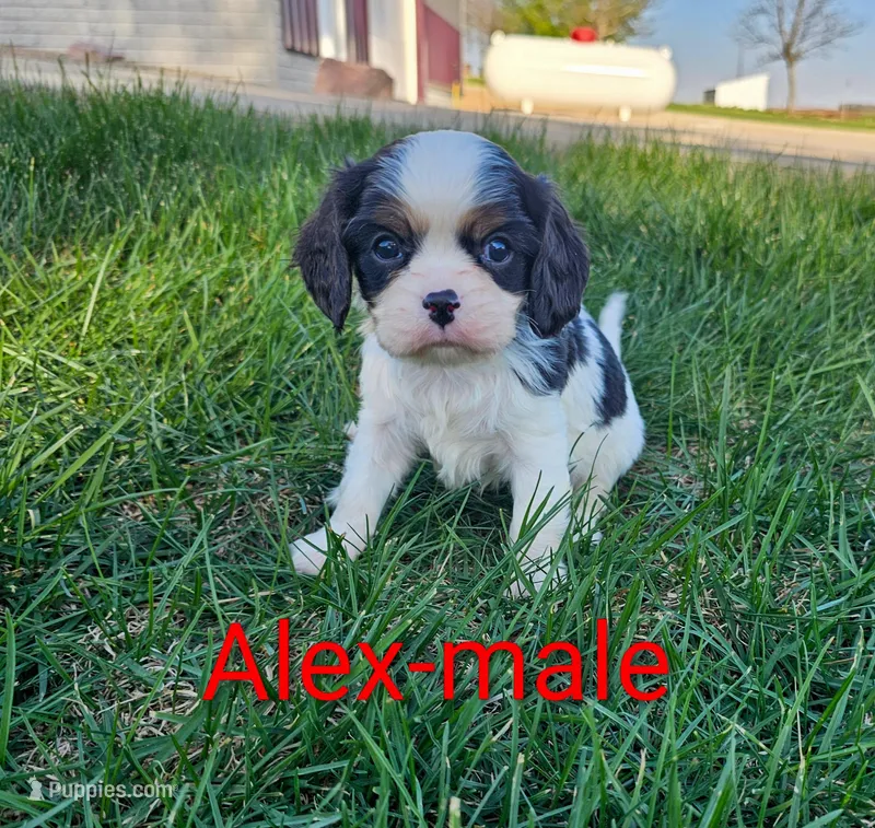 Alex – Cavalier King Charles Spaniel puppy for sale in Rock Valley, IA