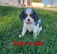 Alex, a male Cavalier King Charles Spaniel for sale in Rock Valley, IA – 2 of 4