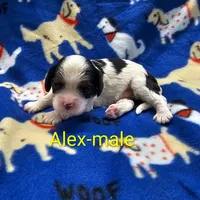 Alex, a male Cavalier King Charles Spaniel for sale in Rock Valley, IA – 4 of 4