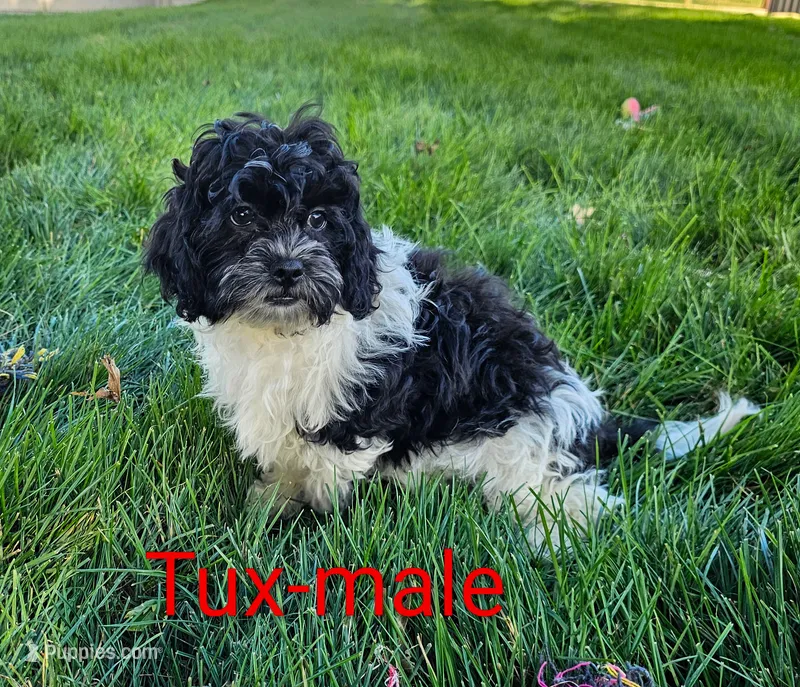 Tux – Shihpoo puppy for sale in Rock Valley, IA