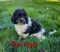 Tux, a male Shihpoo for sale in Rock Valley, IA – 3 of 6