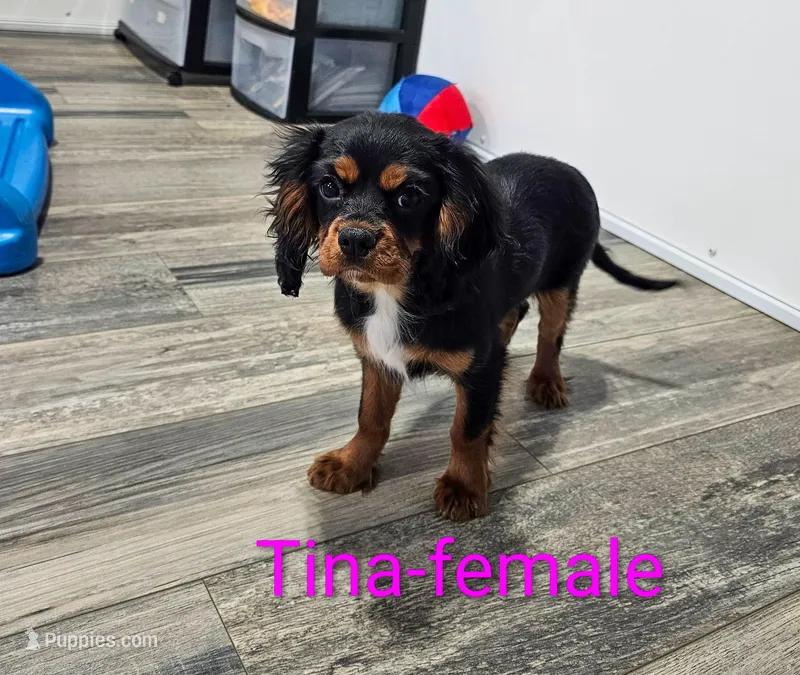 Tina – Cavalier King Charles Spaniel puppy for sale in Rock Valley, IA