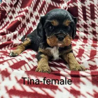 Tina, a female Cavalier King Charles Spaniel for sale in Rock Valley, IA – Photo 4 of 4