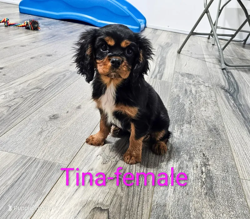 Tina