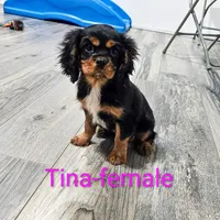 Tina, a female Cavalier King Charles Spaniel for sale in Rock Valley, IA – Photo 1 of 4