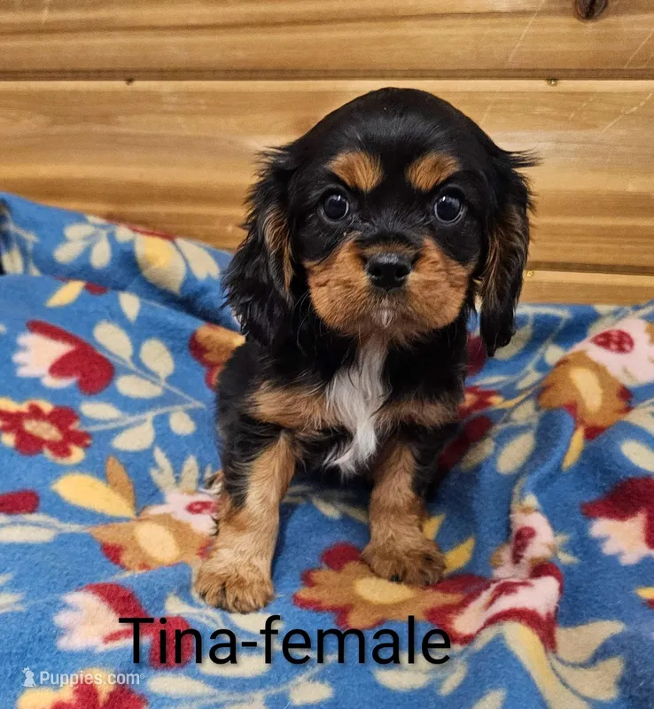 Tina