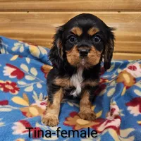 Tina, a female Cavalier King Charles Spaniel for sale in Rock Valley, IA – Photo 2 of 4