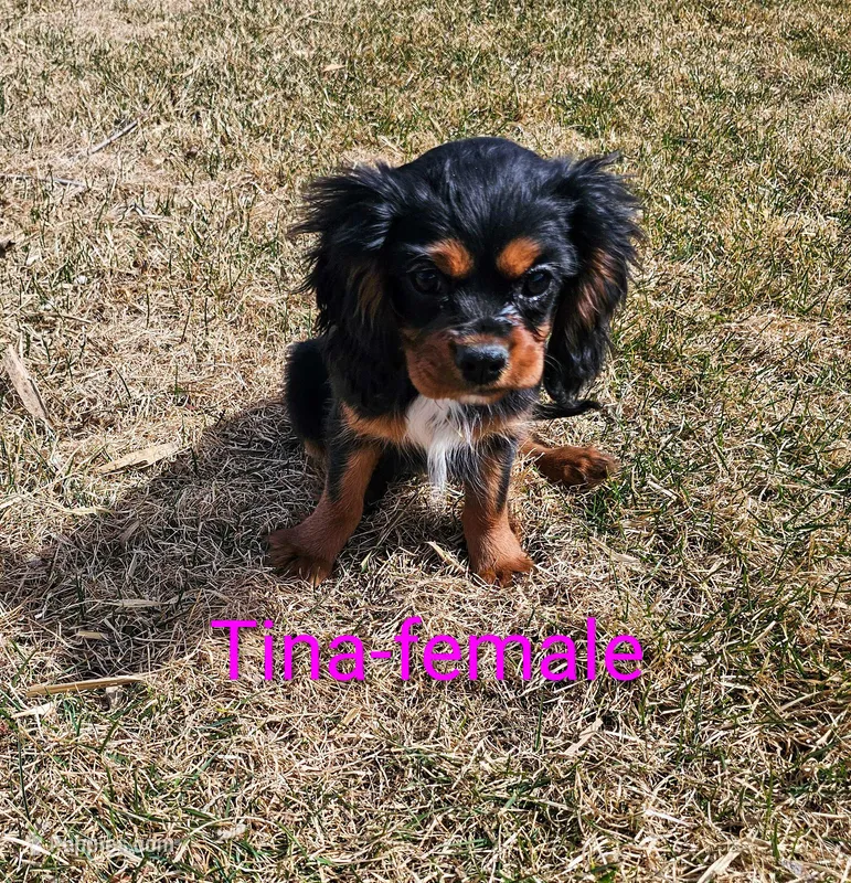 Tina – Cavalier King Charles Spaniel puppy for sale in Rock Valley, IA
