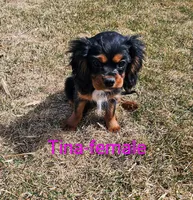 Tina, a female Cavalier King Charles Spaniel for sale in Rock Valley, IA – Photo 1 of 5