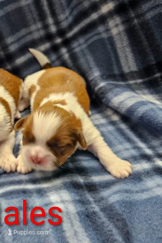 Teddy – Shih Tzu puppy for sale in Rock Valley, IA