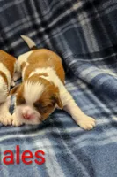 Teddy, a female Shih Tzu for sale in Rock Valley, IA – 1 of 1