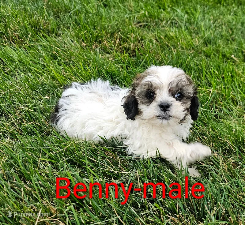 Benny – Shihpoo puppy for sale in Rock Valley, IA