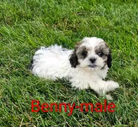 Benny, a male Shihpoo for sale in Rock Valley, IA – 2 of 4