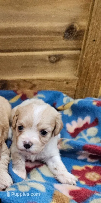 Holly – Cavachon puppy for sale in Rock Valley, IA