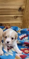 Holly, a female Cavachon for sale in Rock Valley, IA – 1 of 1