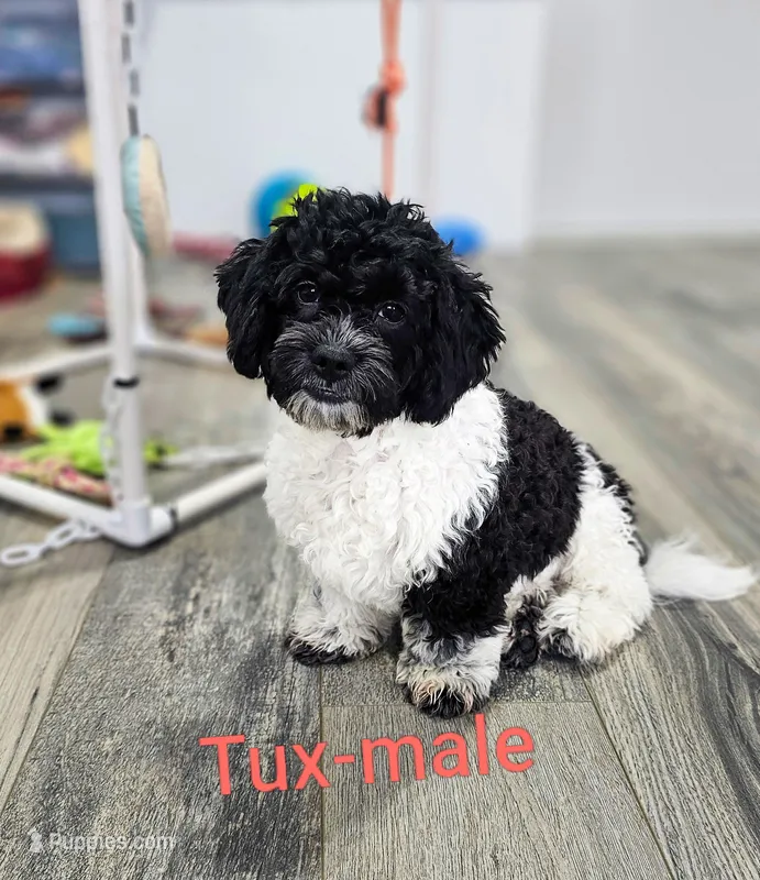 Tux – Shihpoo puppy for sale in Rock Valley, IA
