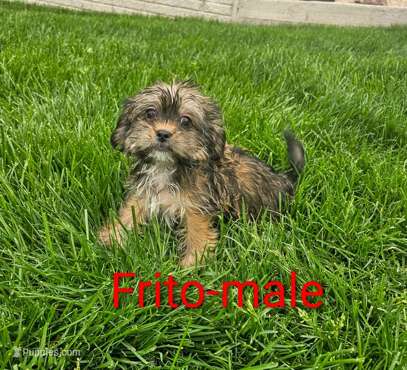 Frito – Shorkie puppy for sale in Rock Valley, IA