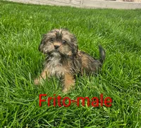 Frito, a male Shorkie for sale in Rock Valley, IA – 1 of 5