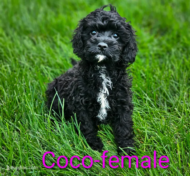Coco – Cavapoo puppy for sale in Rock Valley, IA