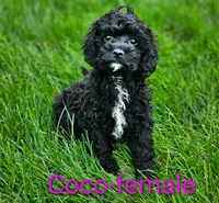 Coco, a female Cavapoo for sale in Rock Valley, IA – 1 of 4