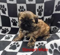 Stewart , a male Shih Tzu for sale in Rock Valley, IA – Photo 1 of 3