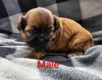 Stewart , a male Shih Tzu for sale in Rock Valley, IA – Photo 2 of 3