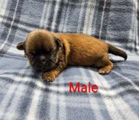 Stewart , a male Shih Tzu for sale in Rock Valley, IA – Photo 3 of 3