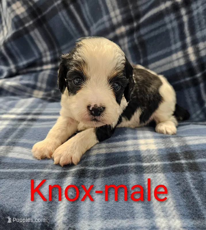 Knox – Cavapoo puppy for sale in Rock Valley, IA